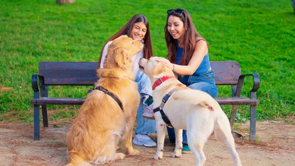 Why Professional dog training in Dubai Improves Long-Term Behavior