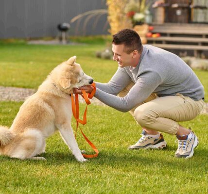 Why Professional dog training in Dubai Improves Long-Term Behavior