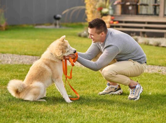 Why Professional dog training in Dubai Improves Long-Term Behavior