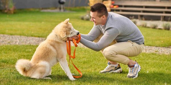 Why Professional dog training in Dubai Improves Long-Term Behavior
